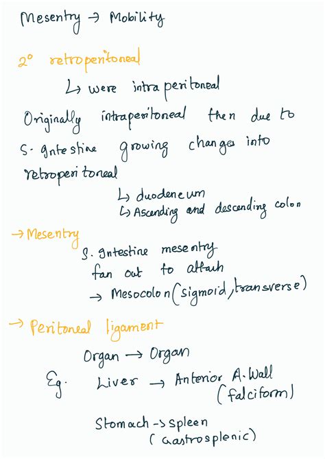 Solution Peritoneum Anatomy Studypool