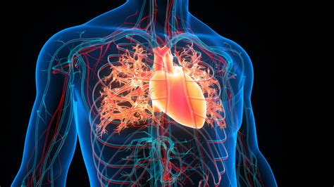 Pulmonary artery: definition and diagram – Archyde