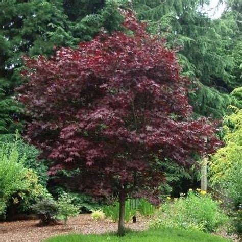 Buy Emperor Japanese Maple Trees Online Garden Goods Direct