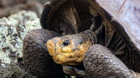 As Fue El Descubrimiento En Gal Pagos De La Tortuga Gigante Fant Stica