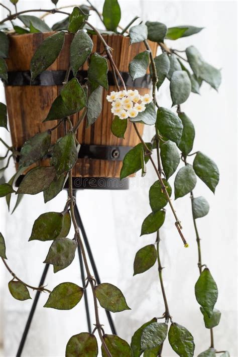 Hoya Krohniana Black Leaves Flower, Plant Care Stock Photo - Image of ...