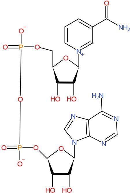 Draw Nicotinamide Adenine Dinucleotide In The Oxidized And Reduced Form