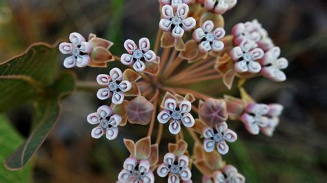 10 Varieties Of Milkweed Butterflies Absolutely Love