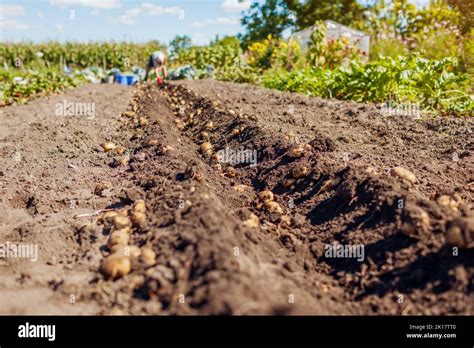 farmer digging potatoes  res stock photography  images alamy