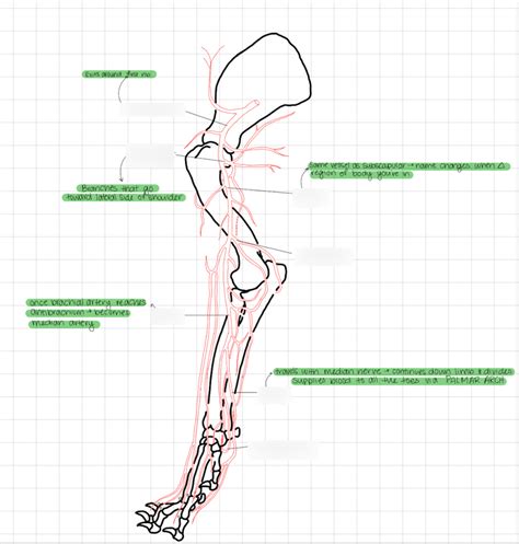 Vessels Of Forelimb Diagram Quizlet