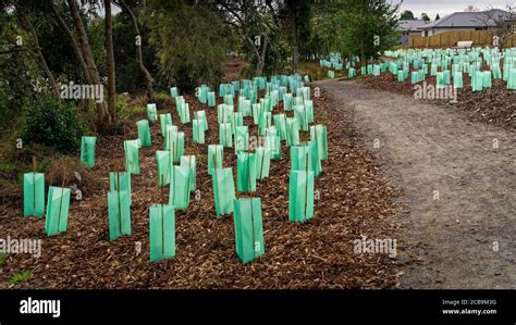 Bark Mulch Around New Tree Planting On A Walkway In Motueka South