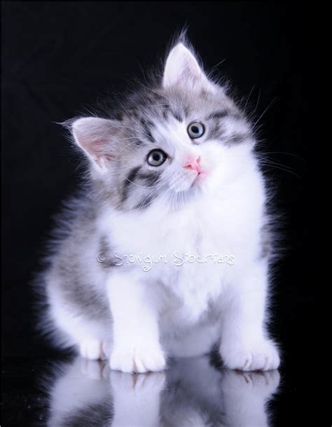 Siberian Cat And Kitten Colours