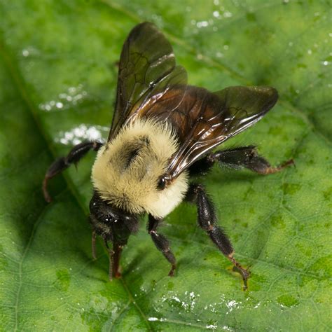 Bombus Griseocollis Brown Belted Bumble Bee Dsc892 Flickr