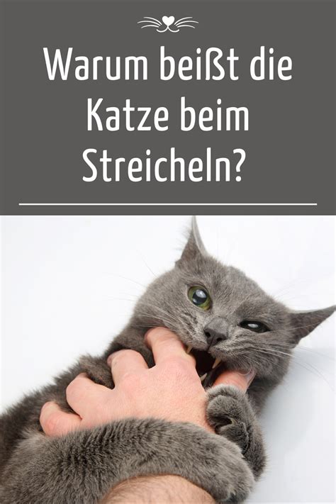 Warum beißt Katze beim Streicheln