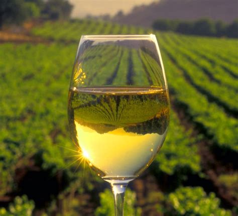 What is Riesling? | BBC Good Food