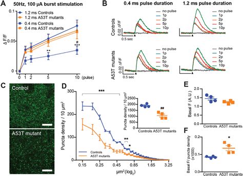 Expression Of The A53t Pd Related α Synuclein Mutation Led To Augmented