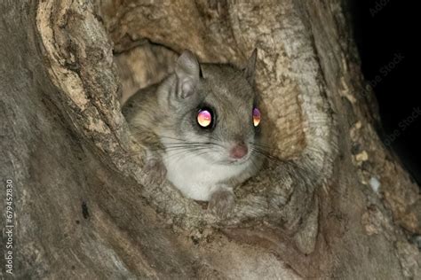 Foto De Eyes Of The Southern Flying Squirrel Glaucomys Volans Are