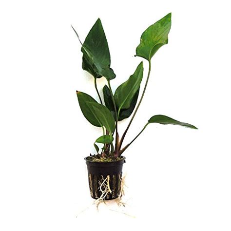 Potted Anubia Hastifolia Aquarium Plant Aquarium Plants