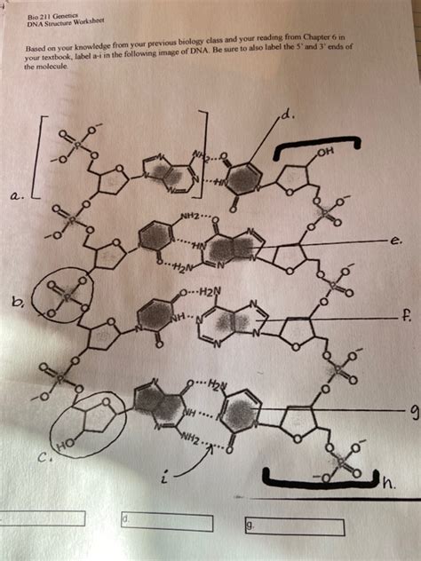 DNA Labeling by Andrew Marichal worksheets library - Worksheets Library