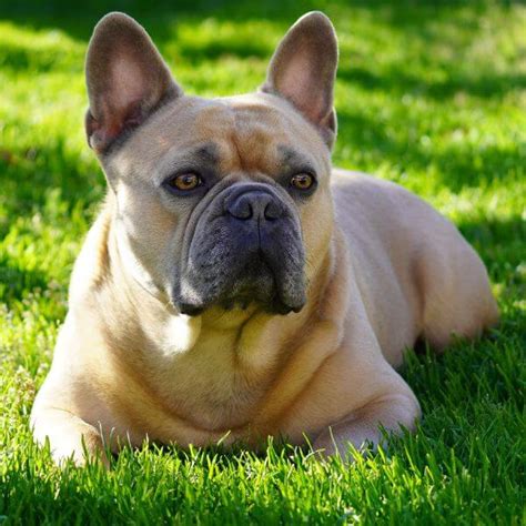 French Bulldog | Breed Your Dog | Petmeetly