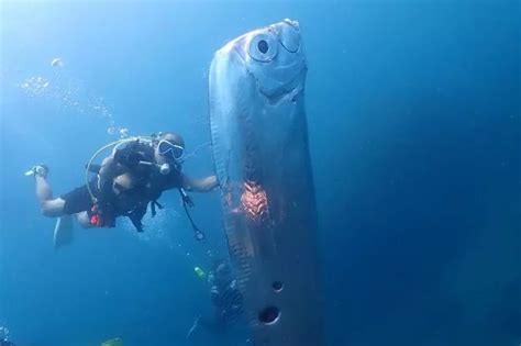 Dolphins Attack Swimmers In Japan Leaving Them With Broken Bones And