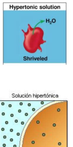 Fichas de aprendizaje Fisiología Quizlet