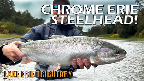 Epic Steelhead Float Fishing Lake Erie Tributary Youtube