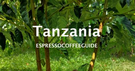 Tanzania Coffee Beans Espresso And Coffee Guide