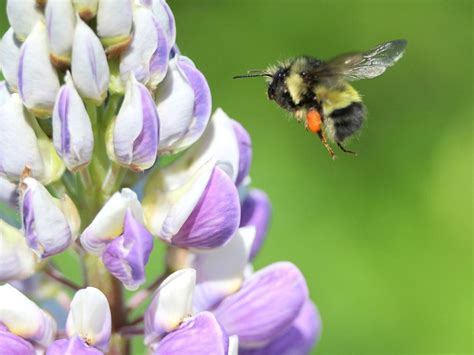 Native Northwest Pollinators Learn About Pollinators In Northwest States