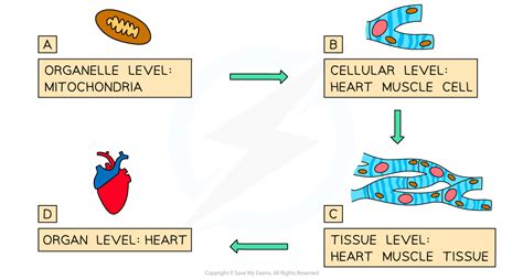 Integration In Living Organisms Sl Ib Biology Revision Notes 2025