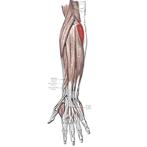 Supinator Anatomy: Origin, Insertion, Action, Innervation - The Wellness Digest