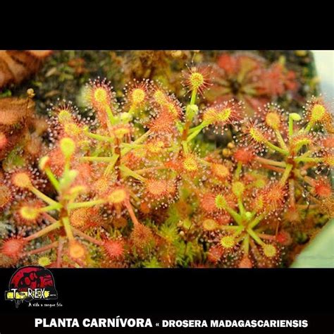 Compre Agora Planta Carn Vora Drosera Madagascariensis