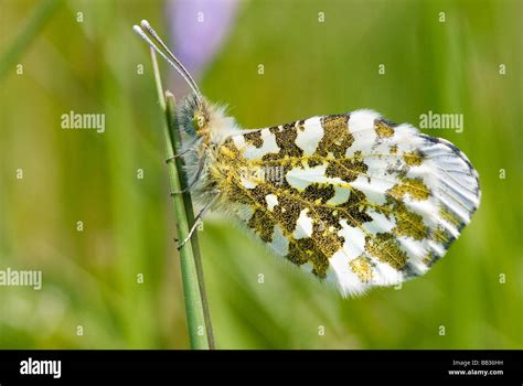 Orange Tip butterfly (female Stock Photo - Alamy