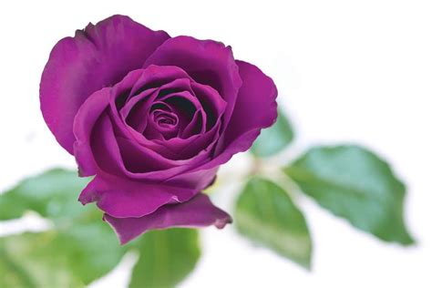 Purple Rose Meaning: Detailed Guide To 10 Key Variants & Their ...