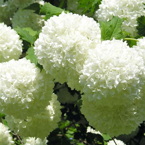 Viburnum Opulus Roseum Viorne Boule De Neige Fleurs Blanches