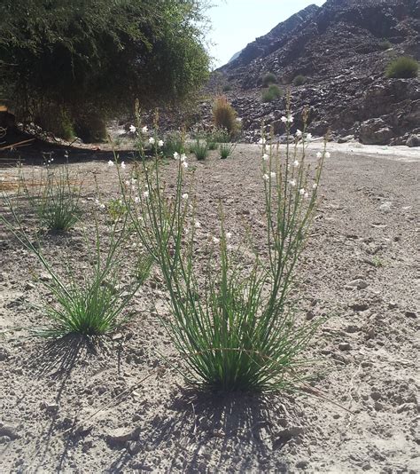 Asphodelus tenuifolius – Desert Flora