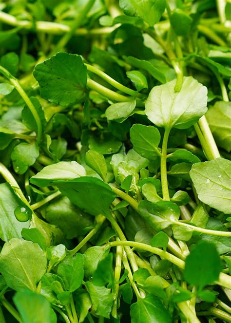 rau cai xoong va nhung thong tin   ban chua biet