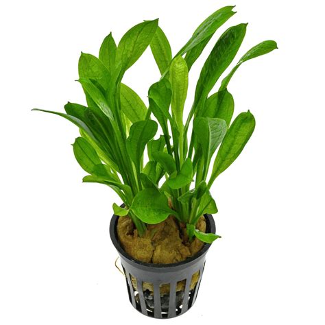 Echinodorus grisebachii 'Tropica' | Aquasabi - Aquarium Shop