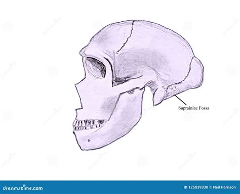 Sketch of a Neanderthal Skull Stock Illustration - Illustration of ...