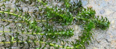 Elodea Canadensis Moczarka Kanadyjska Generalna Dyrekcja Ochrony