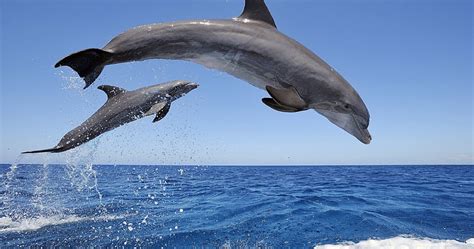 Dolphins In Water Ultra High Quality Walls HD Wallpaper Pxfuel