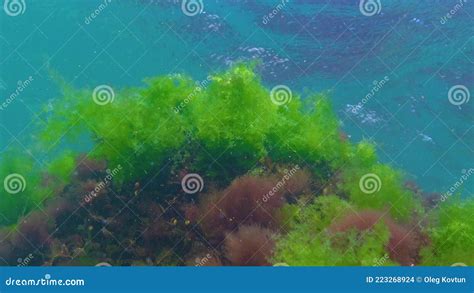 Red Ceramium And Green Cladophora Ulva Algae On Rocks On The Seabed