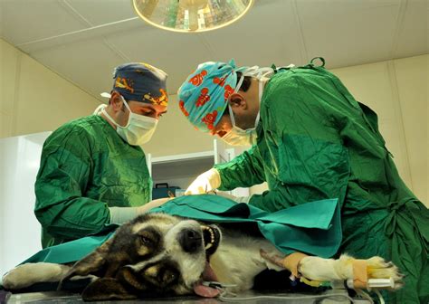 Qu Cuidados Necesita Mi Perro Tras La Esterilizaci N Razas Y Perros