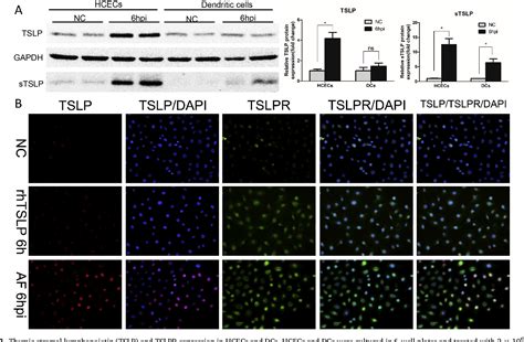 Figure From Interactions Of Thymic Stromal Lymphopoietin With Tlr