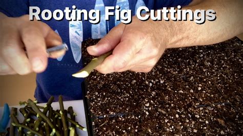 Rooting Fig Cuttings Youtube