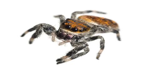 How to do Florida Spider identification? From Black Widows to Orb ...