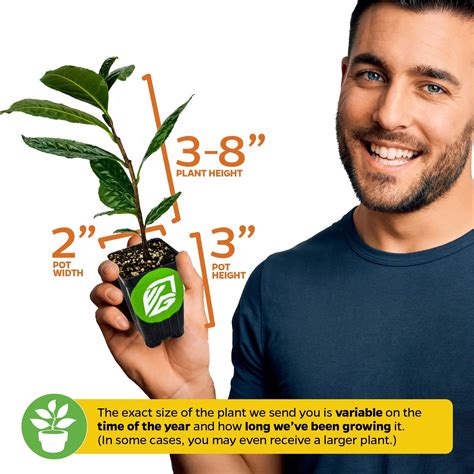 Coffee Plant - Coffea arabica – Wellspring Gardens