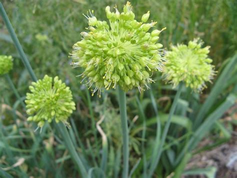 Лук косой, сорт Новичок (Allium obliquum)