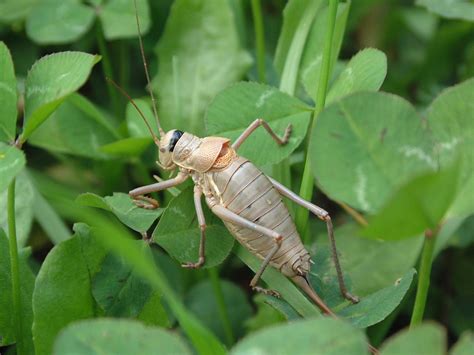 Grass Hopper Free Photo Download | FreeImages