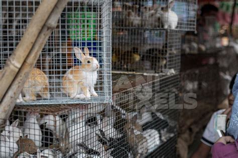 Cages Full Of Baby Rabbits On Sale As Pets At Galiff Street Pet Market