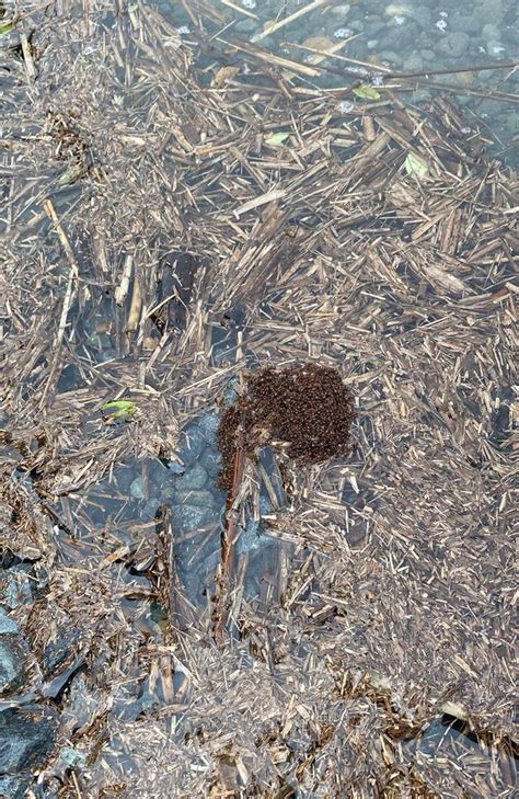 Fire Ant Nests Found In Oakey Gold Coast Bulletin