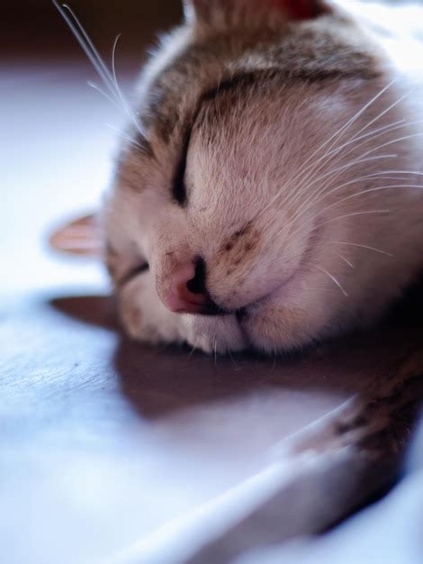 Un Gato Duerme Sobre Una Mesa Con La Boca Abierta Foto Premium