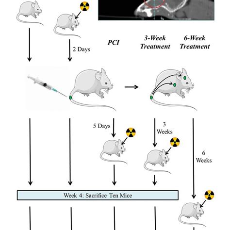 Experimental Design Scid Beige Mice Were Injected Via Tail Vein With