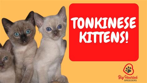 Tonkinese Cat Tonkinese Kittens Learn Tonkinese Cat Colors And The Tonkinese Cat Personality