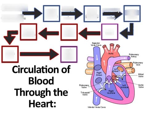 Heart Diagram And Flow Chart Heart Diagram Svg File Labels H